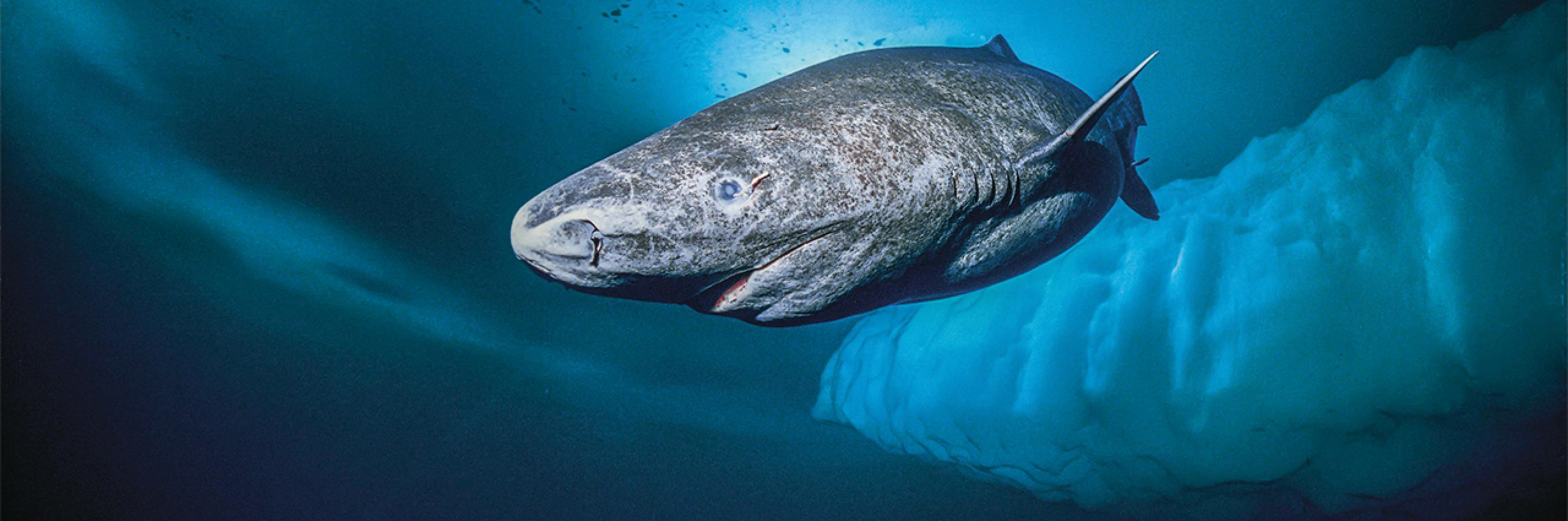The Greenland shark