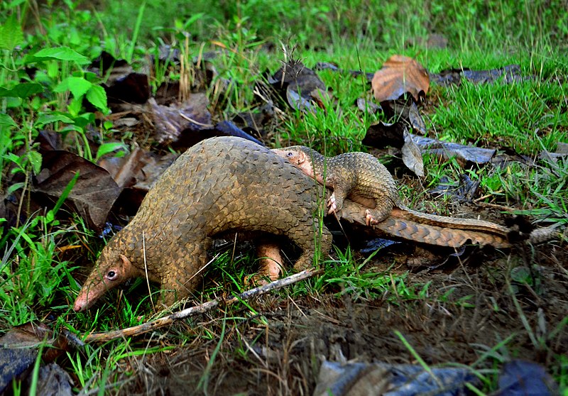 A Palawan pangolin and her pup. Photograph © Gregg Yan