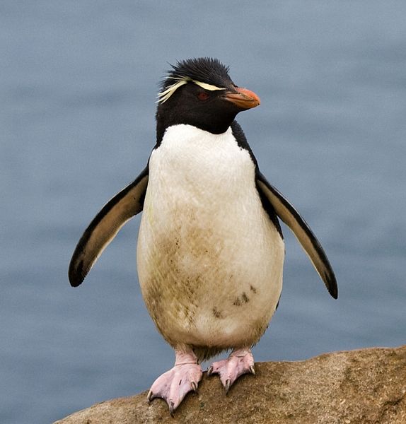 Rockhopper Penguin