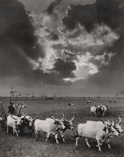 Rudloph Balogh, ‘Six Cattle’ (1930)