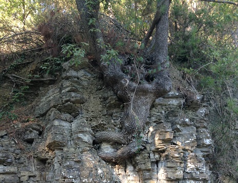 Quercus coccifera