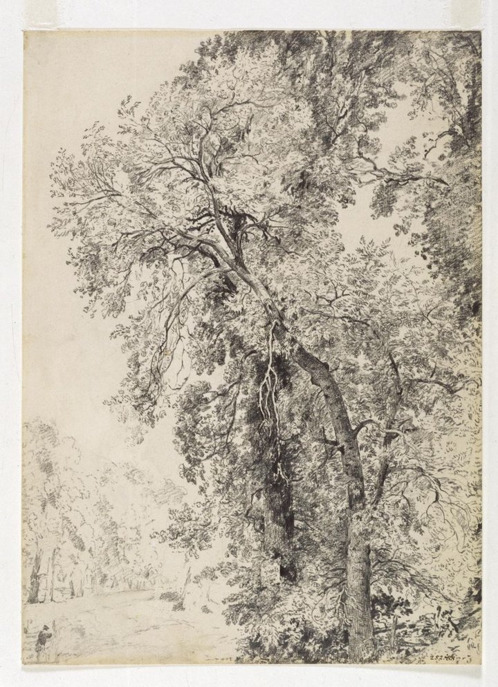  A study of ash trees by John Constable, c.1821. © Victoria and Albert Museum