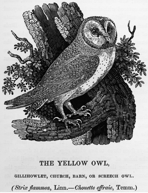 Bewick's Owl