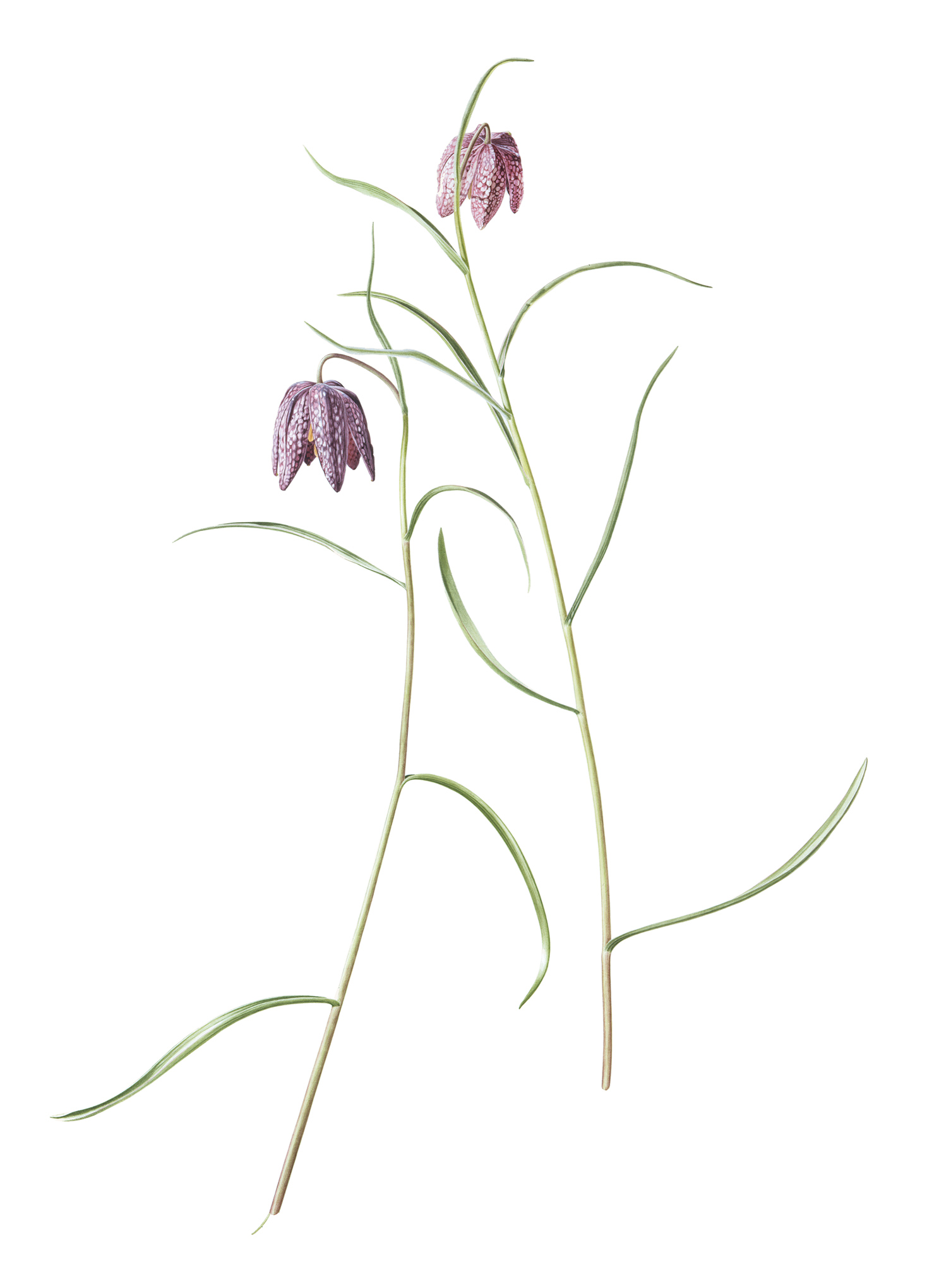 Fritillaria meleagris (1977)