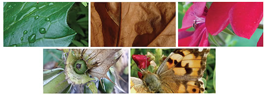 Nature images at low magnification