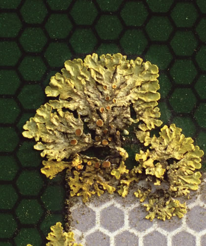 Image from ‘The Robinson Institute’