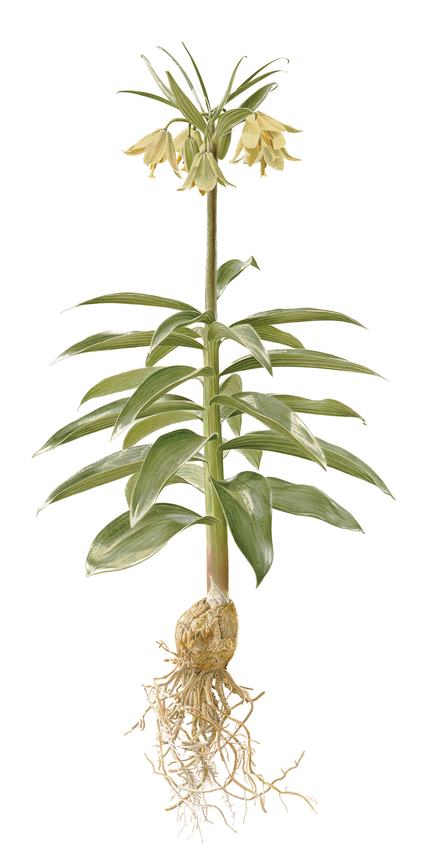 Fritillaria raddeana (1977)