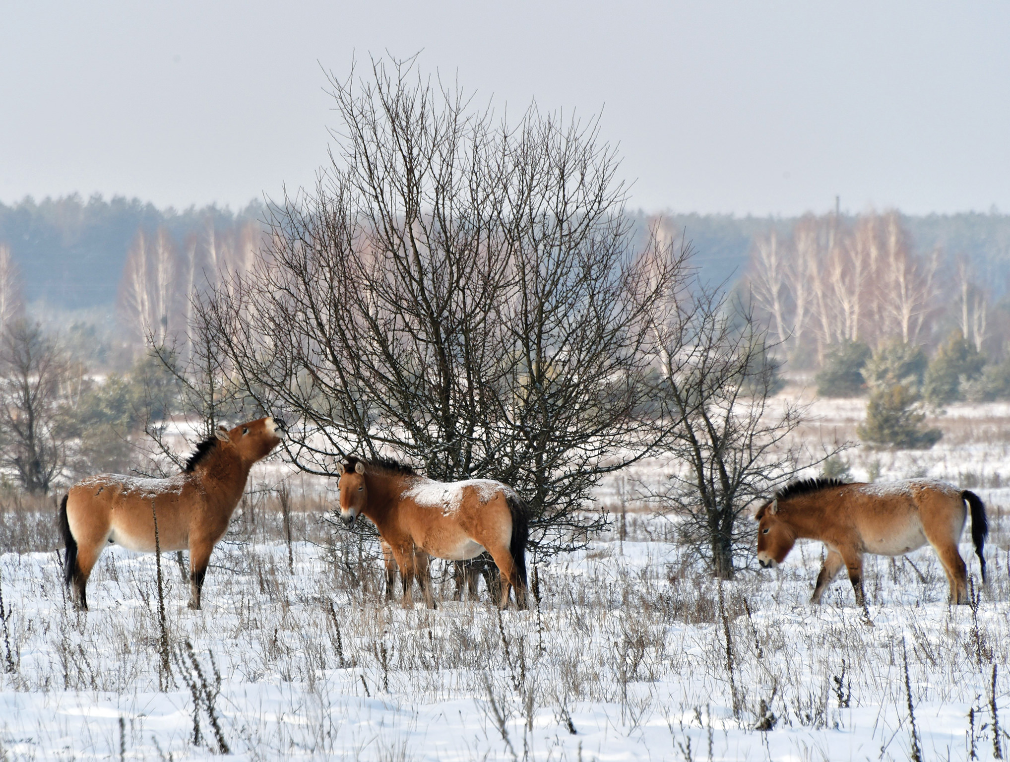Przewalskis in the Chernobyl exclusion zone