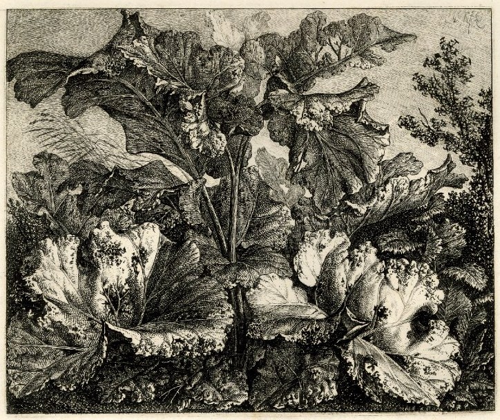 Carl Wilhelm Kolbe, Kräuterblätter.