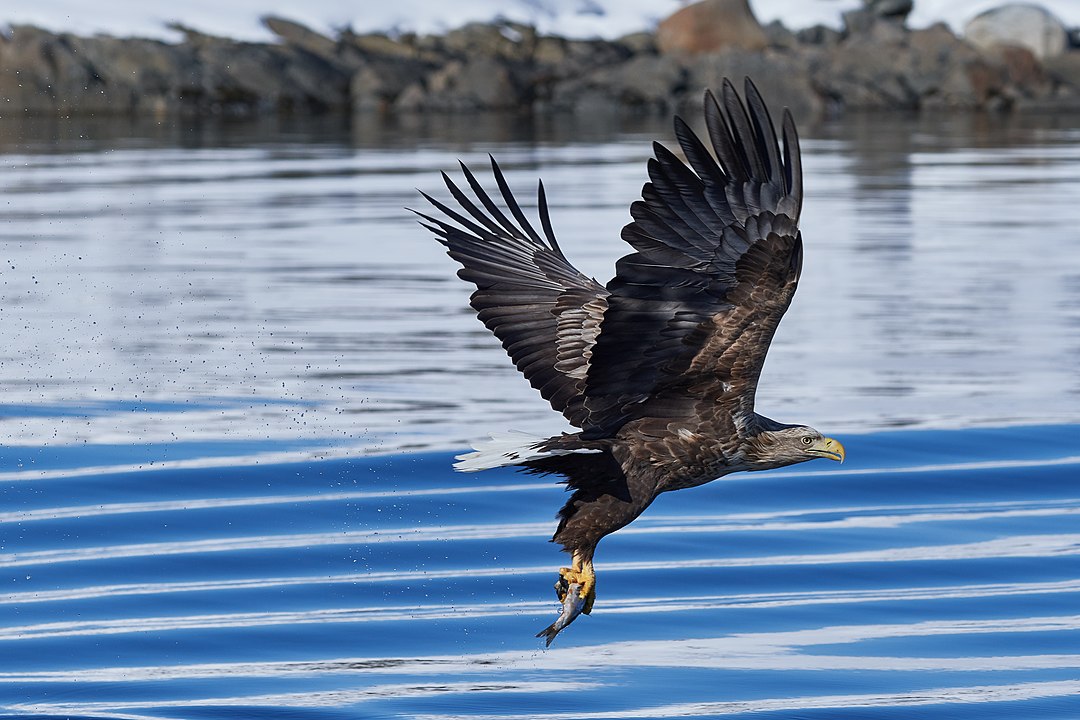 A white-tailed eagle catching a fish in Norway.Photo © Christoph Müller