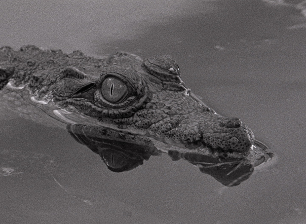 A ‘sad and melancholic crocodile’, from Miguel Gomes's Tabu.
